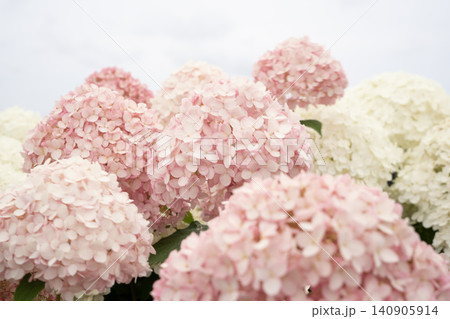 ピンクのアナベル 紫陽花 ピンクのアナベル 紫陽花 140905914