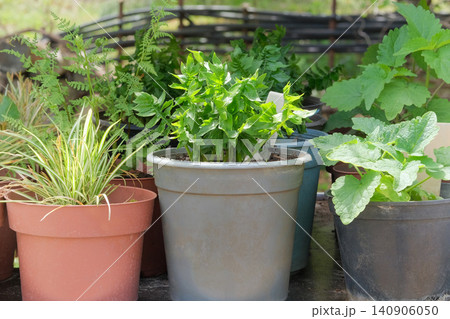 Acanthus, mint and other potted plants are sold at a garden store. Plants with beautiful leaves. Seedlings in containers in local market. Sunny day. 140906050