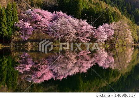 中綱湖の大山桜 中綱湖の大山桜 140906517