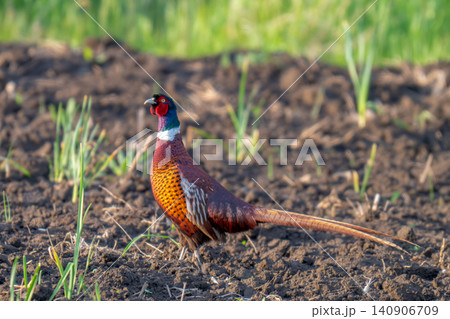 Male pheasant a well known 140906709