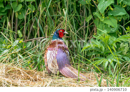 Male pheasant a well known Male pheasant a well known 140906710