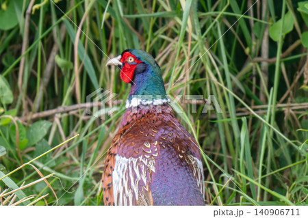 Male pheasant a well known Male pheasant a well known 140906711