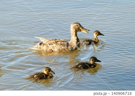A family of ducks, a duck and its little ducklings are swimming in the water. A family of ducks, a duck and its little ducklings are swimming in the water. 140906718