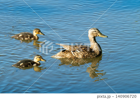 A family of ducks, a duck and its little ducklings are swimming in the water. A family of ducks, a duck and its little ducklings are swimming in the water. 140906720