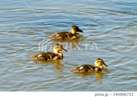 A family of ducks, a duck and its little ducklings are swimming in the water. A family of ducks, a duck and its little ducklings are swimming in the water. 140906722
