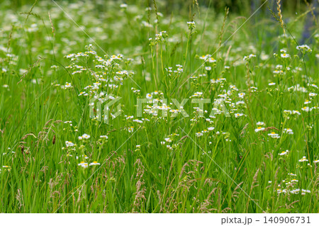 Little white daisies Little white daisies 140906731