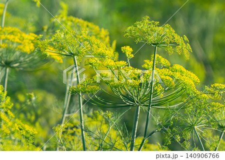 Inflorescences of green dill. Growing spices, Inflorescences of green dill. Growing spices, 140906766