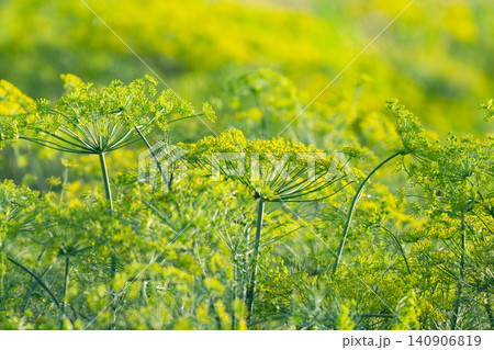 Inflorescences of green dill. Growing spices, Inflorescences of green dill. Growing spices, 140906819