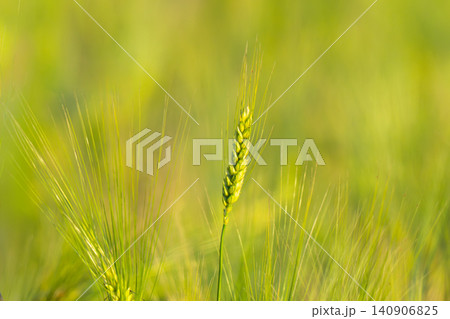 Young Green Wheat Crops Field Growing in Cultivated Plantation 140906825