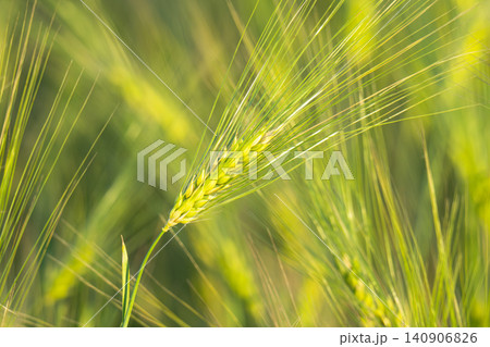 Young Green Wheat Crops Field Growing in Cultivated Plantation Young Green Wheat Crops Field Growing in Cultivated Plantation 140906826