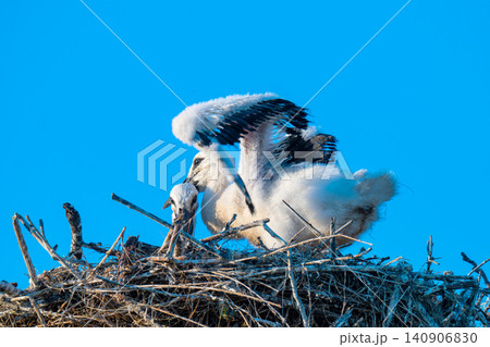 Young White Stork in nest Young White Stork in nest 140906830