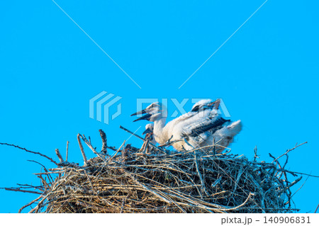 Young White Stork in nest Young White Stork in nest 140906831