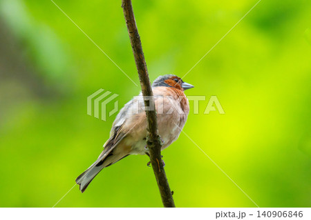 Common chaffinch, Fringilla coelebs, sits on a branch in spring on green background. Common chaffinch, Fringilla coelebs, sits on a branch in spring on green background. 140906846