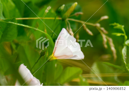 Wild morning-glory flowers. 140906852