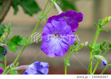 Colorful Petunias in a Well-Maintained 140906867
