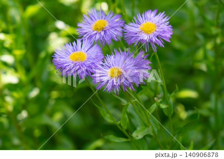 Purple fleabane daisies Purple fleabane daisies 140906878