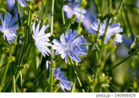 Cornflower (Centaurea cyanus) is a herbaceous plant of the family Asteraceae (Asteraceae). Cornflower (Centaurea cyanus) is a herbaceous plant of the family Asteraceae (Asteraceae). 140906929