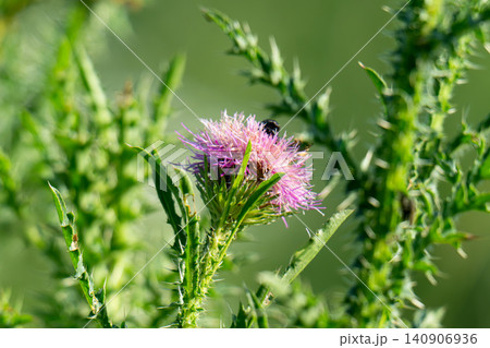 blooming medicinal plant thistle. blooming medicinal plant thistle. 140906936