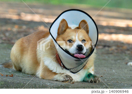 Pembroke Welsh Corgi wearing an Elizabethan collar. 140906946