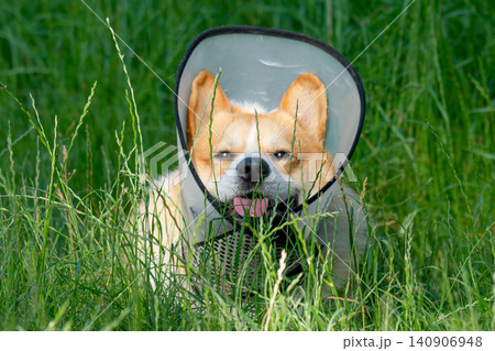 Pembroke Welsh Corgi wearing an Elizabethan collar. 140906948