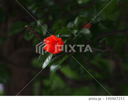 控えめに咲いた紅一点!(一輪のザクロのオレンジ色の花のクローズアップ) 控えめに咲いた紅一点!(一輪のザクロのオレンジ色の花のクローズアップ) 140907251