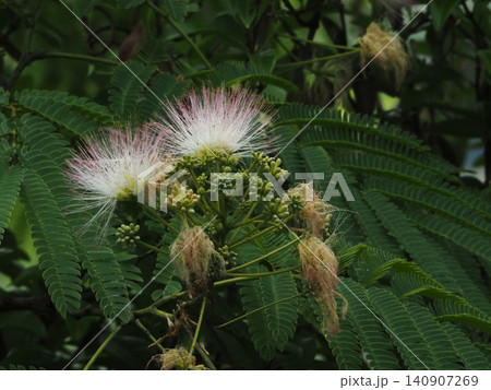 ピンクと白のネムノキの花(花とたくさんのつぼみをつけた合歓木) ピンクと白のネムノキの花(花とたくさんのつぼみをつけた合歓木) 140907269