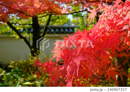 真っ赤な紅葉 真っ赤な紅葉 140907357