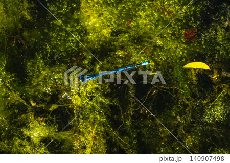 The dragonfly is located on the surface of a body of water, surrounded by aquatic vegetation The dragonfly is located on the surface of a body of water, surrounded by aquatic vegetation 140907498