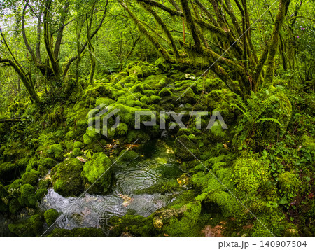 A dense, lush forest thicket with a predominance of bright green shades. A dense, lush forest thicket with a predominance of bright green shades. 140907504