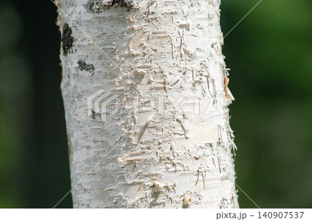White bark of birch tree trunk showing texture and pattern. White bark of birch tree trunk showing texture and pattern. 140907537