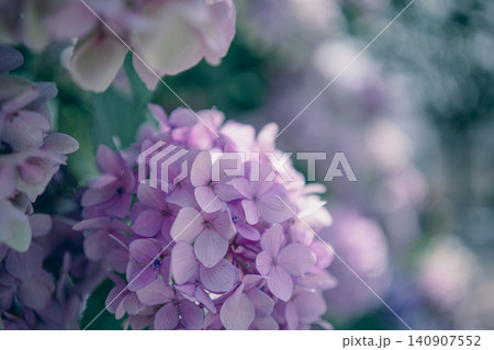 紫陽花 140907552