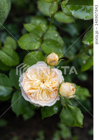 Close-up vertical shot of blooming peach cream english rose with water drops on green leaves after rain in natural garden setting. 140907843
