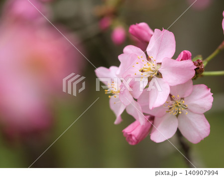 4月に咲いた可愛らしくて淡いピンク色の桜「タカネオオヤマザクラ(高嶺大山桜)」 4月に咲いた可愛らしくて淡いピンク色の桜「タカネオオヤマザクラ(高嶺大山桜)」 140907994