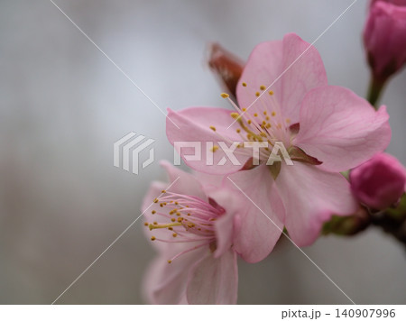 4月に咲いた可愛らしくて淡いピンク色の桜「タカネオオヤマザクラ(高嶺大山桜)」 4月に咲いた可愛らしくて淡いピンク色の桜「タカネオオヤマザクラ(高嶺大山桜)」 140907996
