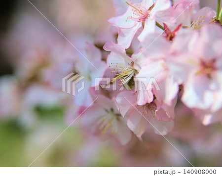 4月に咲いた可愛らしくて淡いピンク色の桜「タカネオオヤマザクラ(高嶺大山桜)」 4月に咲いた可愛らしくて淡いピンク色の桜「タカネオオヤマザクラ(高嶺大山桜)」 140908000