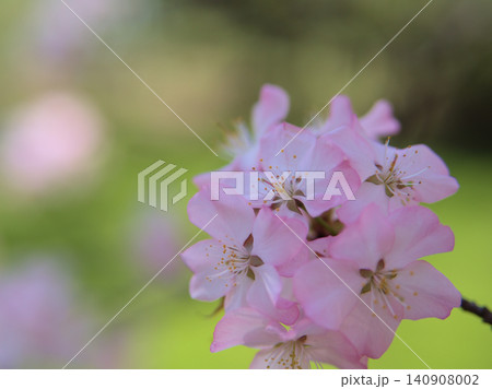 4月に咲いた可愛らしくて淡いピンク色の桜「タカネオオヤマザクラ（高嶺大山桜）」 140908002