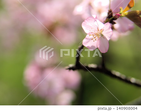4月に咲いた可愛らしくて淡いピンク色の桜「タカネオオヤマザクラ(高嶺大山桜)」 4月に咲いた可愛らしくて淡いピンク色の桜「タカネオオヤマザクラ(高嶺大山桜)」 140908004