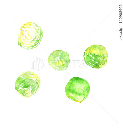 芽キャベツの水彩イラスト 芽キャベツの水彩イラスト 140908406