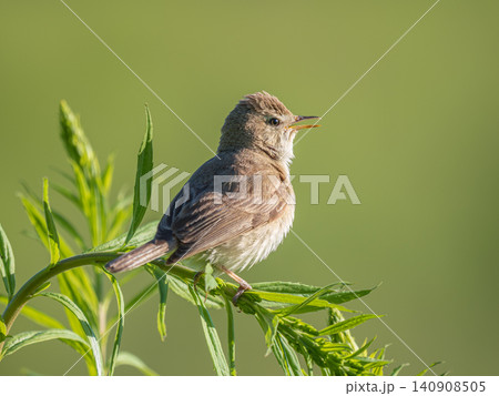 Booted warbler Iduna caligata close up showing diagnostic identification features from other warblers. Wild songbird singing on green stem in natural habitat on sunny day. Ornithology biology concept Booted warbler Iduna caligata close up showing diagnostic identification features from other warblers. Wild songbird singing on green stem in natural habitat on sunny day. Ornithology biology concept 140908505