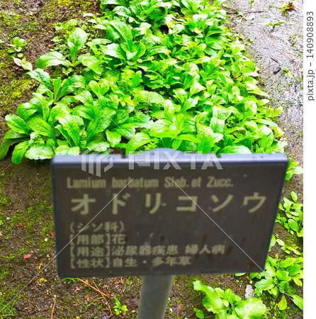 福島御薬園にひっそり咲くオドリコソウ 福島御薬園にひっそり咲くオドリコソウ 140908893
