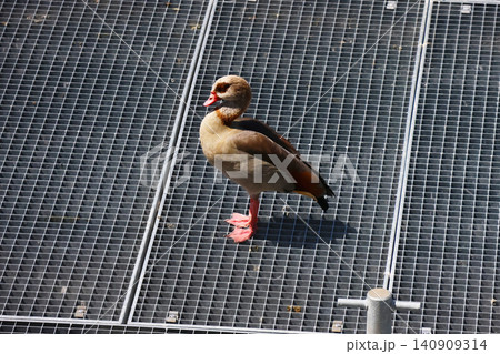Egyptian Goose Standing on Metal Grate in Urban Environment Egyptian Goose Standing on Metal Grate in Urban Environment 140909314