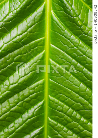 Vibrant Green Leaf Texture for Nature Background and Botanical Design Vibrant Green Leaf Texture for Nature Background and Botanical Design 140909342