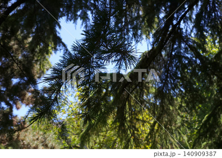 Lush Pine Tree Canopy Illuminated by Sunlight in Serene Forest Setting 140909387