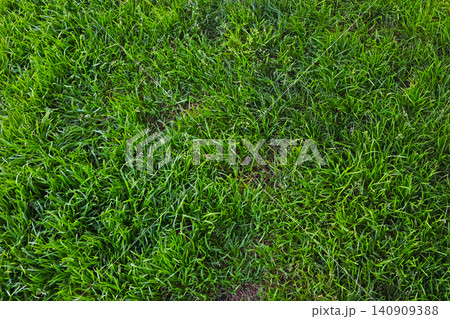 Lush Green Grass Lawn for Nature Background Design and Landscape Inspiration Lush Green Grass Lawn for Nature Background Design and Landscape Inspiration 140909388