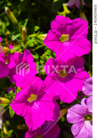 【京都風景】府立植物園 6月の梅雨の晴れ間に可憐に咲く花々 【京都風景】府立植物園 6月の梅雨の晴れ間に可憐に咲く花々 140909469
