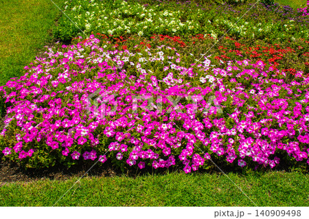 【京都風景】府立植物園 6月の梅雨の晴れ間に可憐に咲く花々 【京都風景】府立植物園 6月の梅雨の晴れ間に可憐に咲く花々 140909498