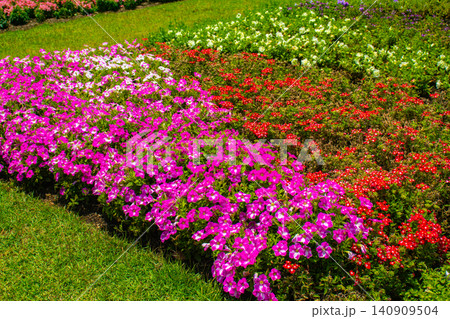 【京都風景】府立植物園 6月の梅雨の晴れ間に可憐に咲く花々 【京都風景】府立植物園 6月の梅雨の晴れ間に可憐に咲く花々 140909504