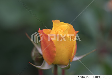 初夏に咲く黄色の薔薇 初夏に咲く黄色の薔薇 140910000