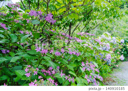 紫陽花のある風景 紫陽花のある風景 140910185