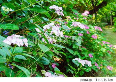紫陽花のある風景 紫陽花のある風景 140910186